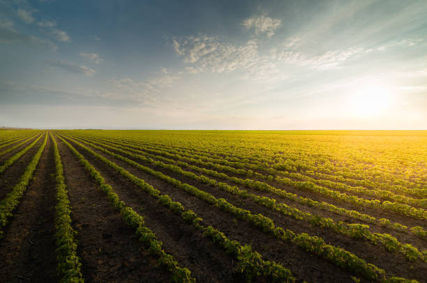 晴れた日の農業用大豆プランテーション - 日光に対する緑の大豆植物 - plantation ストックフォトと画像
