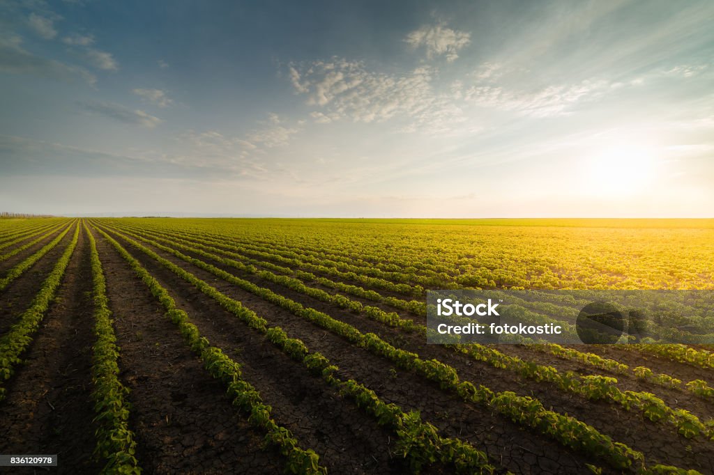 Agricultural soy plantation on sunny day - Green growing soybeans plant against sunlight Agricultural Field Stock Photo