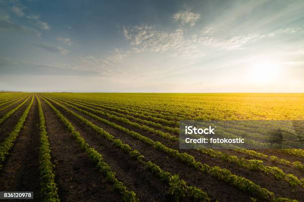 Agricultural Soy Plantation On Sunny Day Green Growing Soybeans Plant Against Sunlight Stock Photo - Download Image Now