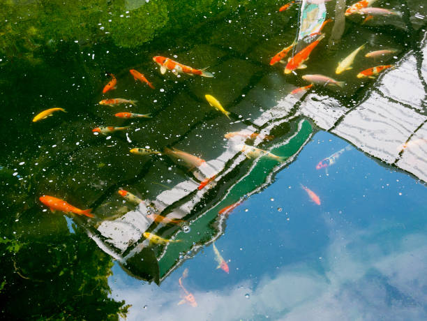 istock koi fish in koi pond in the garden 836123336