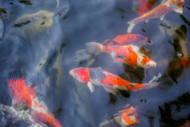 istock beautiful koi fish in pond 836123344