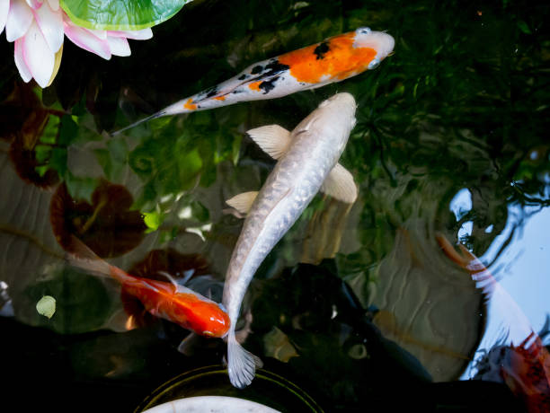 istock koi fish in koi pond in the garden 836123348
