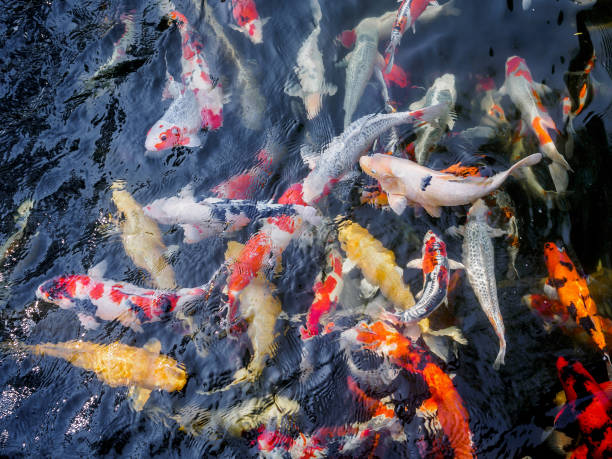 istock beautiful koi fish in pond 836123356