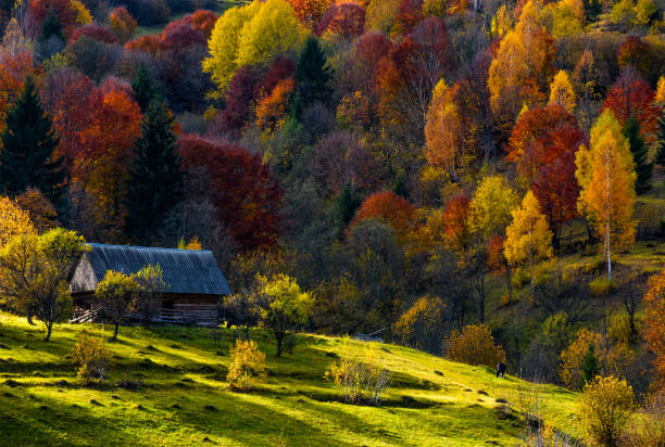 maison en bois abandonnée dans la forêt d’automne - house rural scene field residential structure photos et images de collection