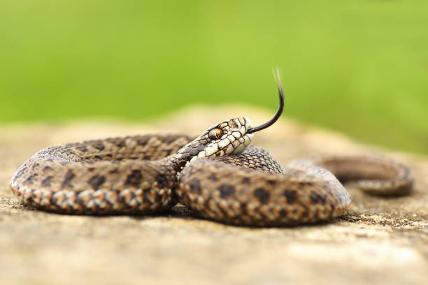 istock aggressive juvenile hungarian meadow viper showing its tongue 836123566