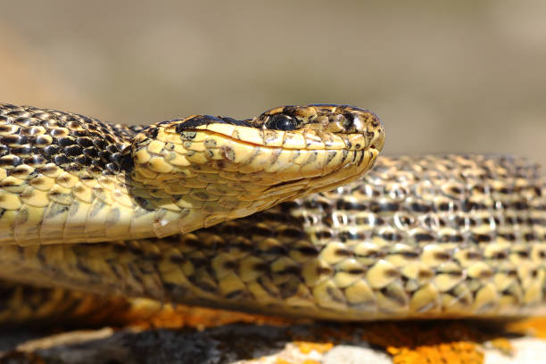 istock portrait of blotched snake, macro image 836123634