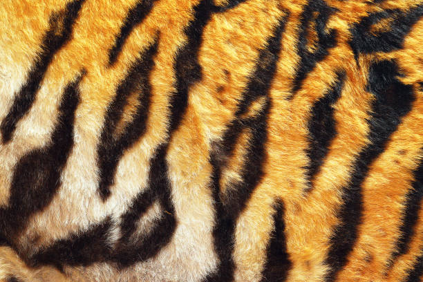 istock close up of tiger beautiful leather 836123706