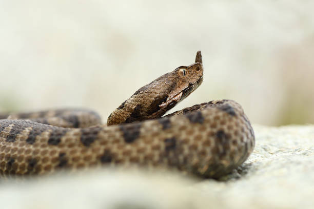 istock close up portrait of horned adder 836123738