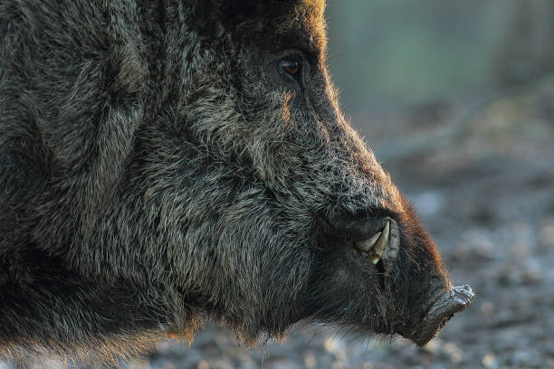 closeup of wild boar head at down closeup of wild boar head at down ( Sus scrofa ) tusk photos stock pictures, royalty-free photos & images