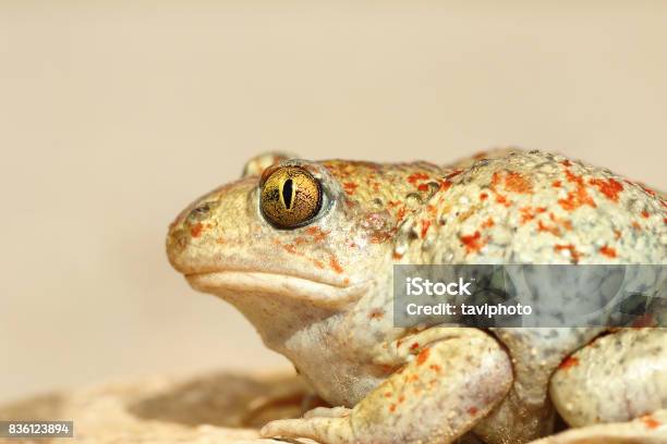 Colorful Garlic Toad Close Up Stock Photo - Download Image Now - Amphibian, Animal, Animal Body Part