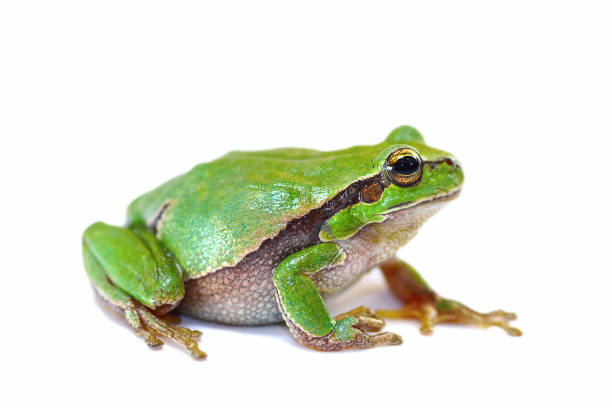 istock colorful european green tree frog on white background 836123908