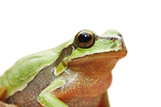 istock cute isolated portrait of green tree frog 836124164