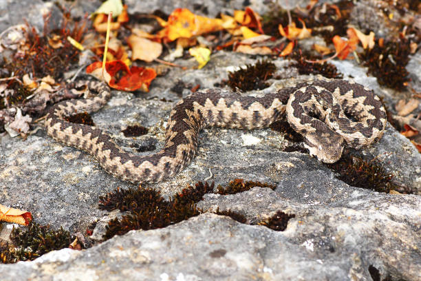 istock dangerous european viper in natural habitat 836124204