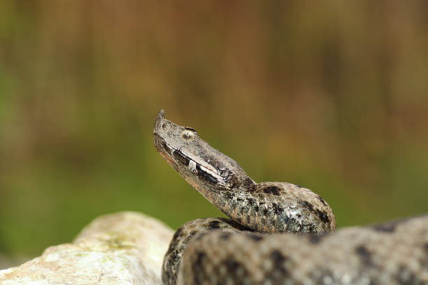 istock dangerous european snake ready to attack 836124214