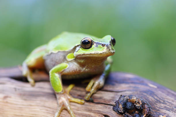 istock cute green european tree frog standing on a stump 836124336