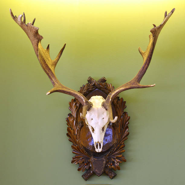 trofeo caccia ai daini su parete verde - deer stag wall animal head foto e immagini stock