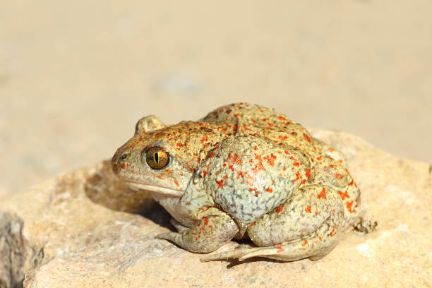 istock full length image of colorful garlic toad 836124526