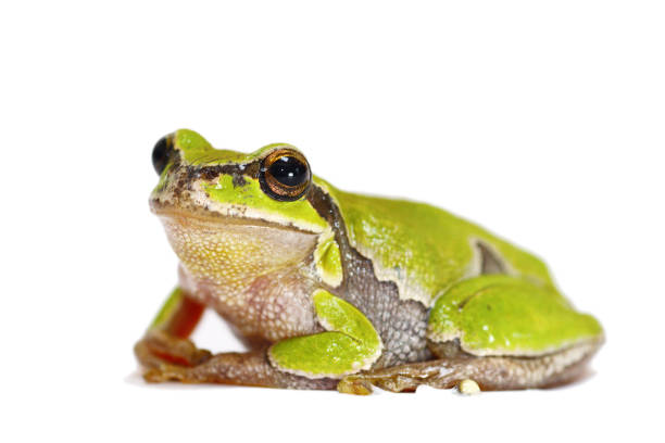 istock european green tree frog close up on white background 836124604