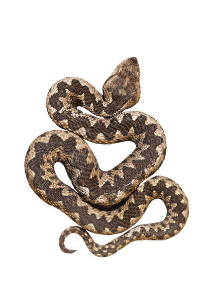 istock isolated nosed viper, Vipera ammodytes or the long horn adder 836124764