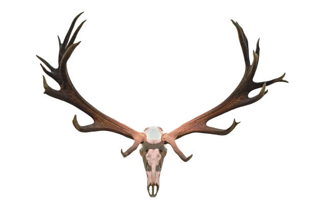 istock monster deer hunting trophy isolated over white background 836124860