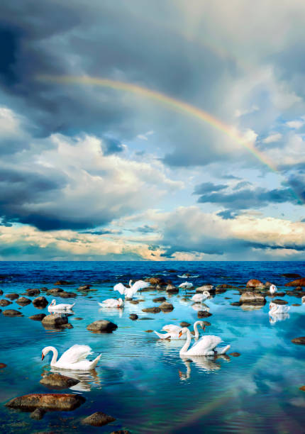 istock Swans at the sea landscape 836127358