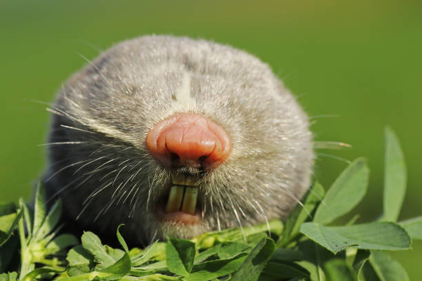 portrait of lesser mole rat stock photo