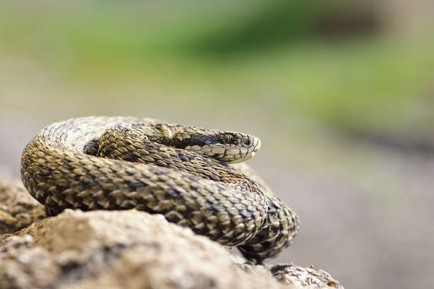 istock rarest european viper, the hungarian meadow viper 836127938