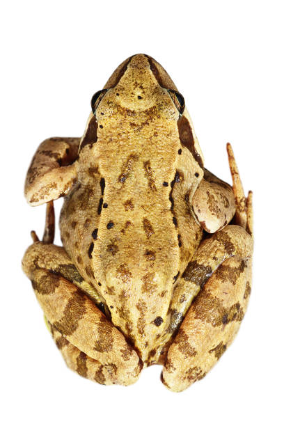 istock Rana temporaria isolated over white background 836127944