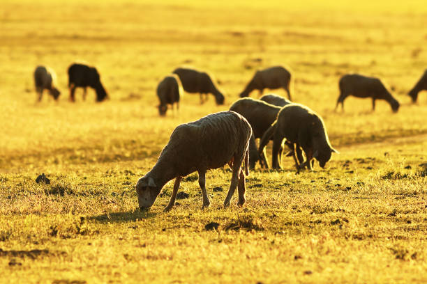 des troupeaux de moutons broutant dans la lumière de l’aube belle - lamb merino sheep sheep focus on foreground photos et images de collection