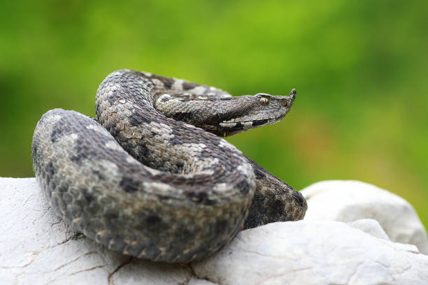 Vipera ursinii rakosiensis photographed in natural habitat VIpera ammodytes basking on a rock ( long nosed viper, the most dangerous widespread european snake ) common adder stock pictures, royalty-free photos & images