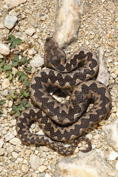 istock Vipera ammodytes basking on natural habitat 836128308
