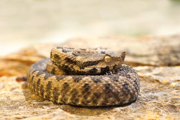 istock young venomous snake standing on stone 836128338