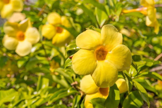 Allamanda cathartica - golden trumpet vine flowers in bloom close up of Allamanda cathartica - golden trumpet vine flowers in bloom gelsemium sempervirens stock pictures, royalty-free photos & images