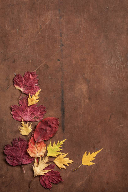 istock colorful autumn leaves on dark rustic background 836131382