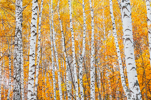 A yellow birch forest on a fall day