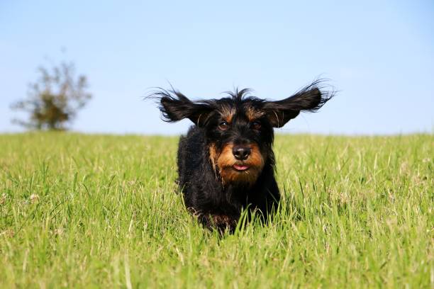 istock rennender Rauhaardackel 836135774