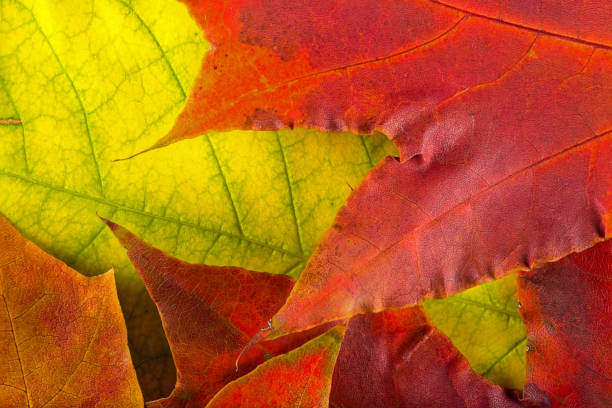 istock Autumn leaves  very close 836135776