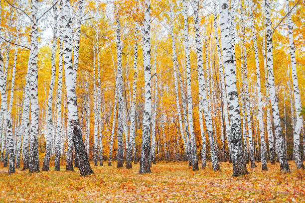autumn birch forest stock photo