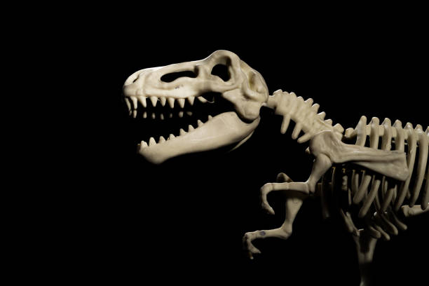 istock tyrannosaurus skeleton on a black background 836135918