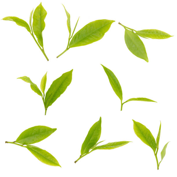 istock Fresh tea leaves isolated on the white background 836136072