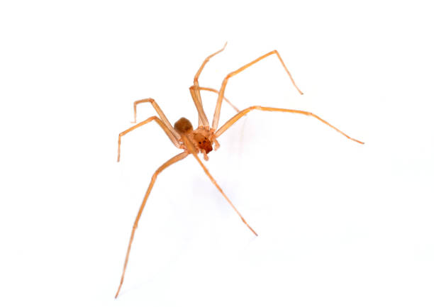 200+ Brown Recluse Spider Stock Photos, Pictures & Royalty-Free Images ...