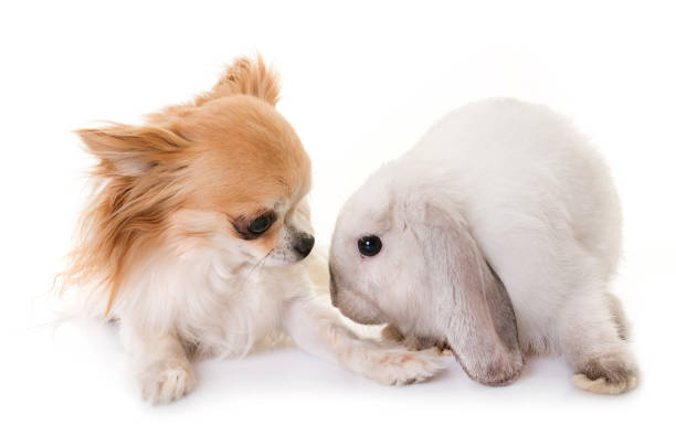 istock Mini Lop and chihuahua 836139108