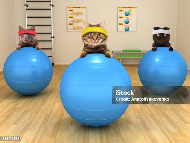 Lustige Katzen Sind Mit Gymnastikball Übung Fitnessclub Stockfoto und mehr Bilder von Hauskatze