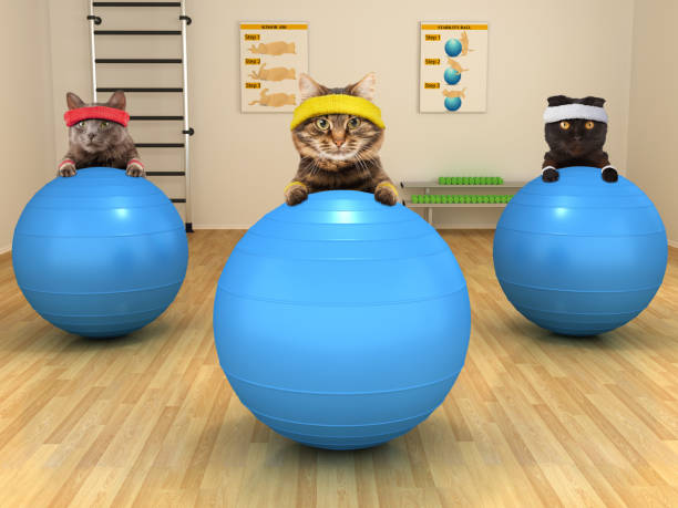 gatos engraçados estão fazendo exercício com bola de estabilidade. clube de fitness. - animal health - fotografias e filmes do acervo