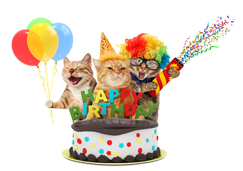 Funny cats with petard and birthday cake. They are wearing festive clothes, isolated on white background.