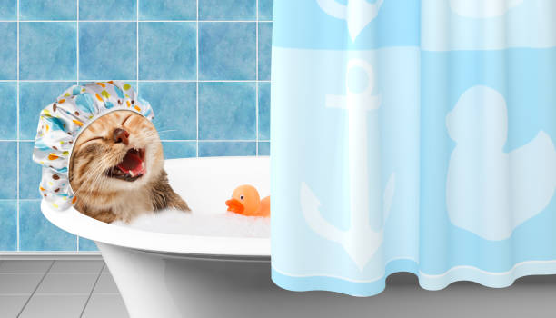 面白い猫おもちゃのアヒルとお風呂を取っています。 - soaking tub ストックフォトと画像