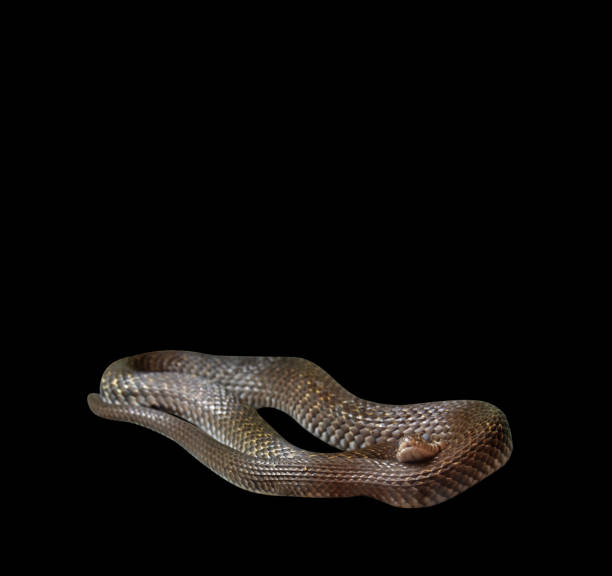 istock Yellow-Spotted Keelback Coiled on Black Background, Clipping Path 836142894