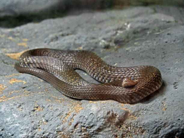 istock Yellow-Spotted Keelback Coiled on The Rock 836142902