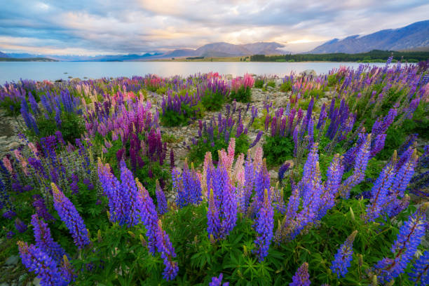 istock Lake Tekapo Lupin Field Focus Blended 836143732