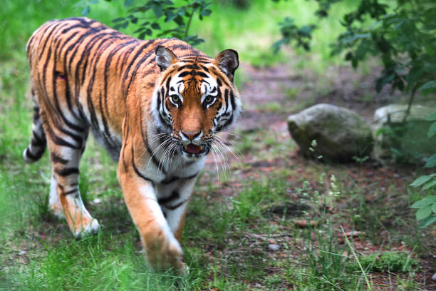 istock Tiger is walking in the woods 836158156